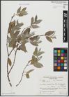 Foto von Salix alba L.